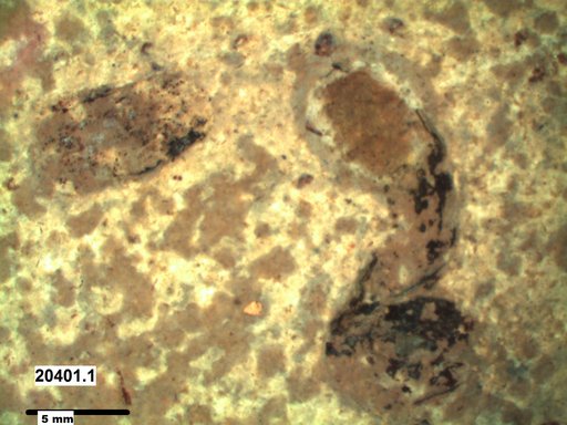 Genus sp