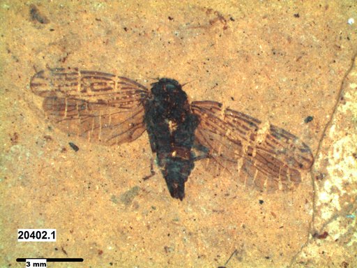 Genus sp