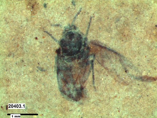 Genus sp