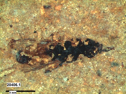 Diptera