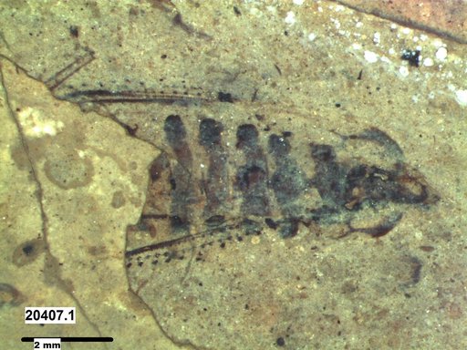 Genus sp