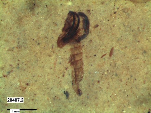 Chaoboridae
