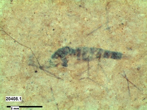 Diptera