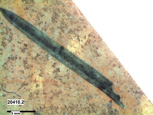 Tracheophyta
