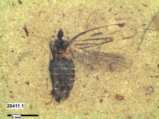 Genus sp
