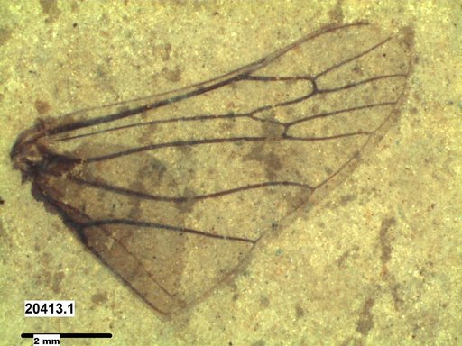 Insecta