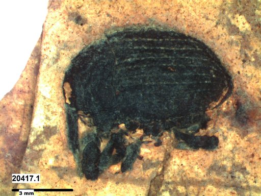 Genus sp