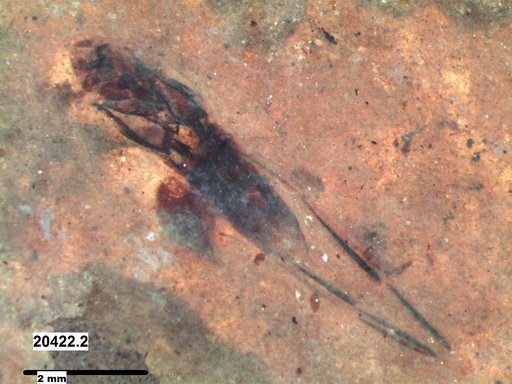 Notonectidae