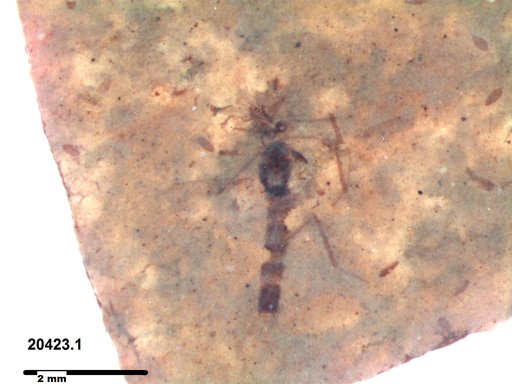 Chaoboridae