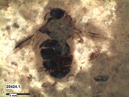Formicidae