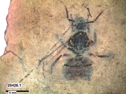Formicidae