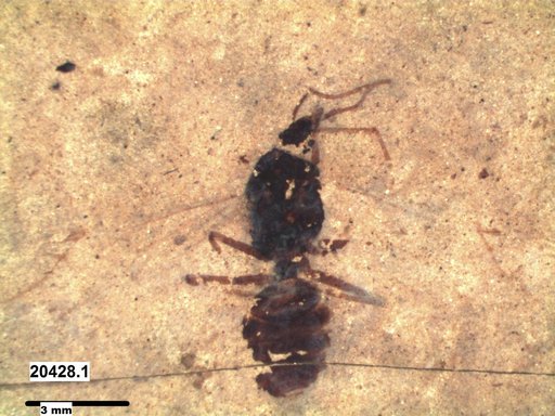 Formicidae