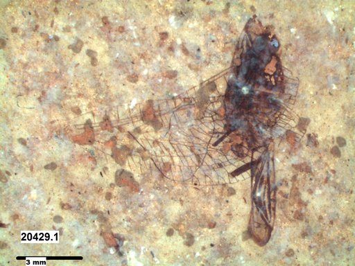 Neuroptera