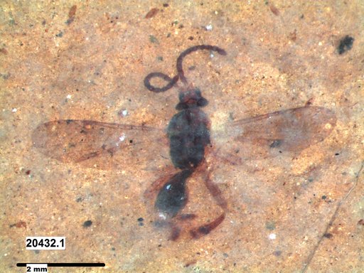 Proctotrupidae
