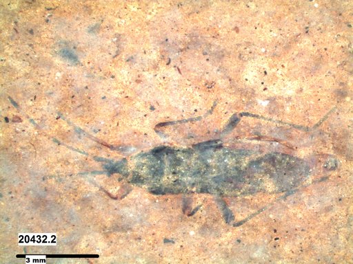 Genus sp