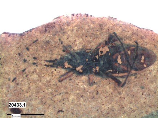 Genus sp