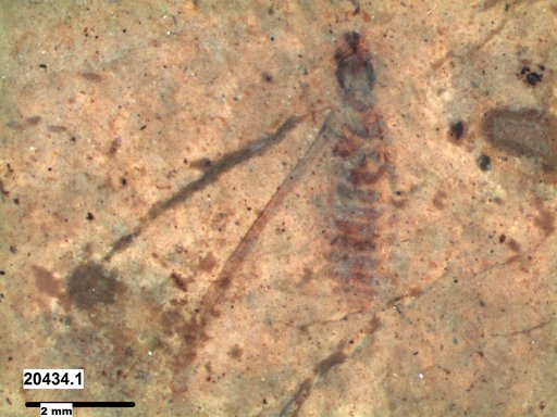 Genus sp