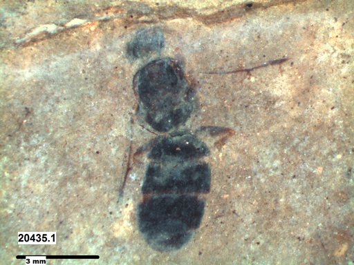 Formicidae