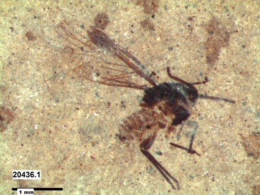 Aphididae