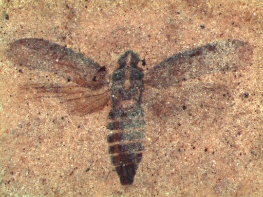 Genus sp