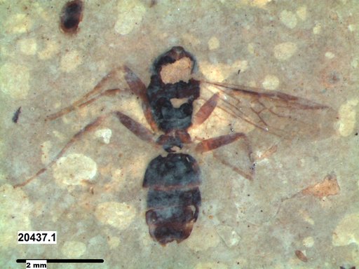 Formicidae