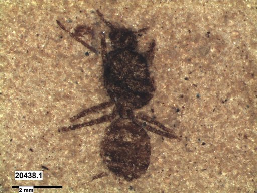 Formicidae