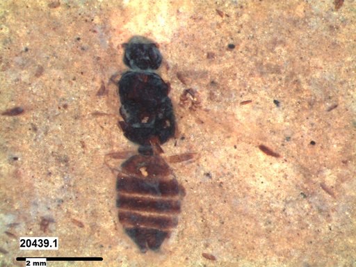 Formicidae