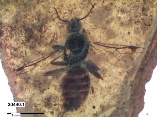 Formicidae