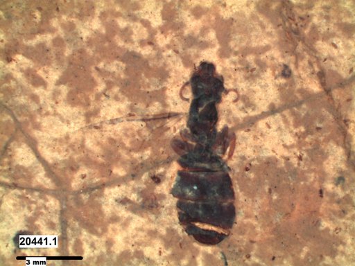 Formicidae