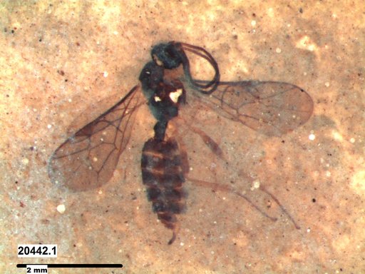 Ichneumonidae