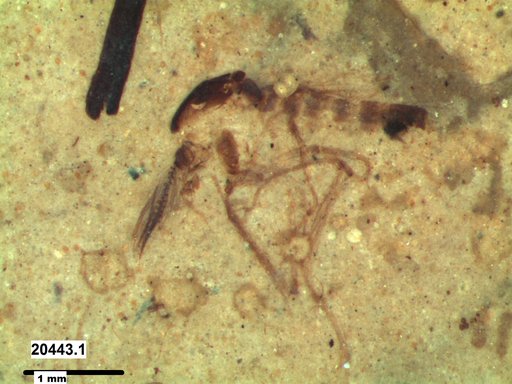 Chaoboridae