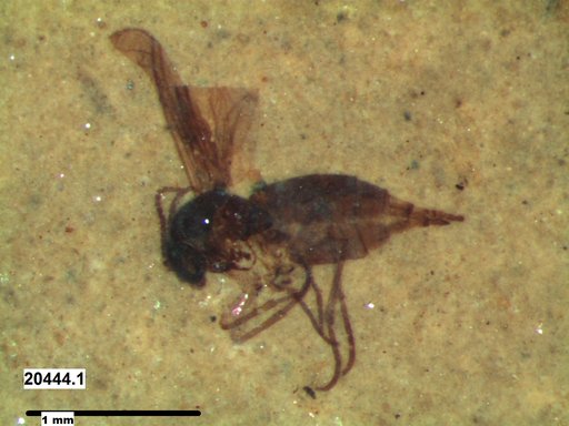 Diptera