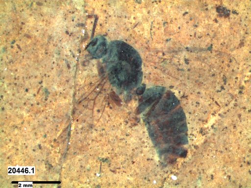 Formicidae