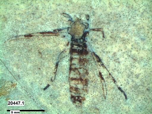 Genus sp