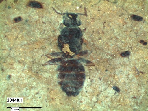 Formicidae