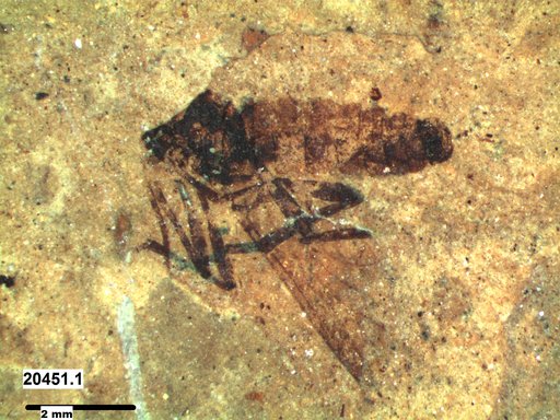 Genus sp