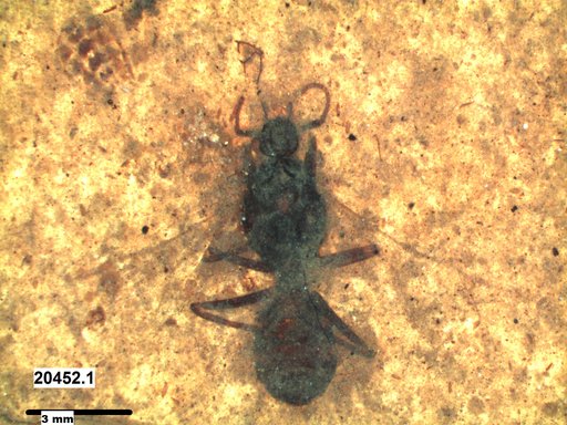 Formicidae