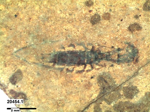 Notonectidae