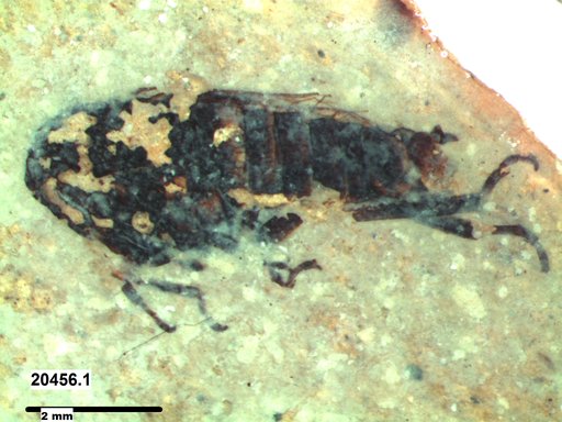 Genus sp