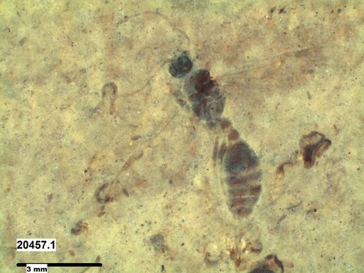 Formicidae