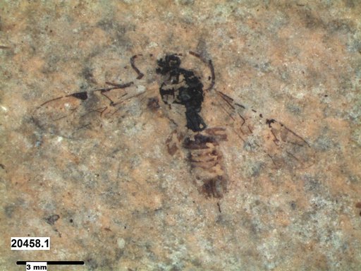 Ichneumonidae