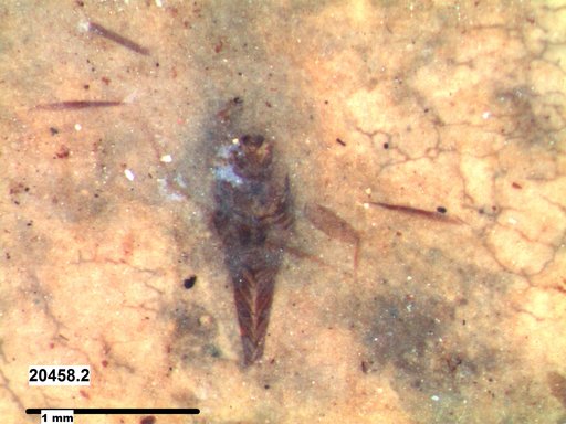 Notonectidae