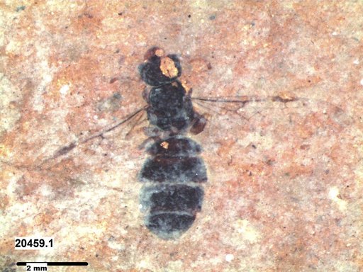 Formicidae
