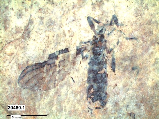Genus sp