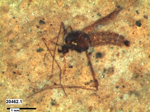 Diptera