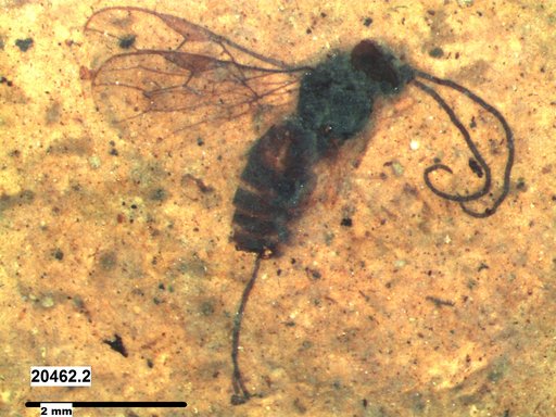 Braconidae