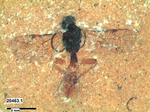 Ichneumonidae