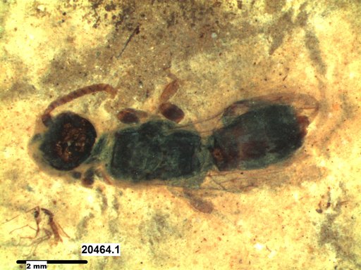 Formicidae