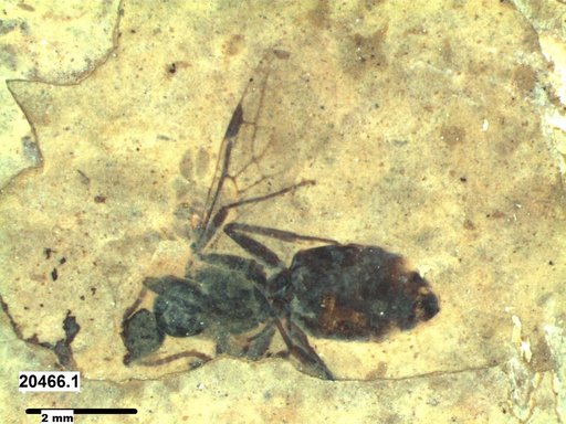 Formicidae