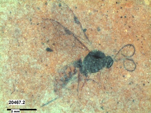 Ichneumonidae